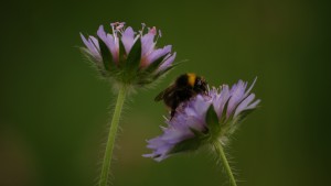 De Kruidhof 19juni2015 bijen en hommels (14)